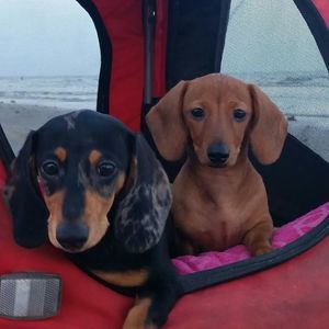 Meet your Posher, Teresa